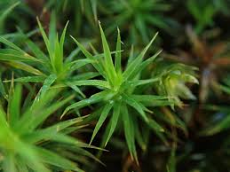 Attēlu rezultāti vaicājumam “Polytrichastrum pallidisetum cells”