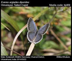 Attēlu rezultāti vaicājumam “Everes argiades male”