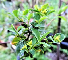 Attēlu rezultāti vaicājumam “Euphorbia palustris flower”