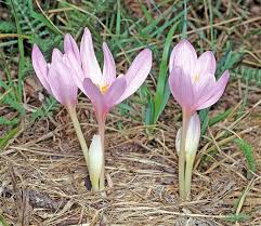 Attēlu rezultāti vaicājumam “Colchicum autumnale”