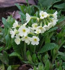 Attēlu rezultāti vaicājumam “Primula elatior flower”
