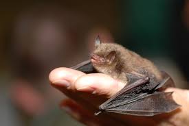 Attēlu rezultāti vaicājumam “Myotis daubentonii”