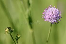 Image result for Succisella inflexa