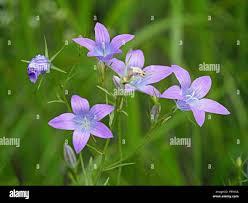 Attēlu rezultāti vaicājumam “Campanula patula flower”