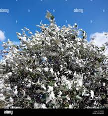 Attēlu rezultāti vaicājumam “Populus alba Nivea”