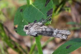 Attēlu rezultāti vaicājumam “Lithomoia solidaginis”