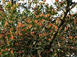 Attēlu rezultāti vaicājumam “Clusiaceae”