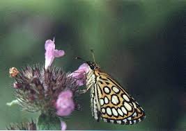 Attēlu rezultāti vaicājumam “Heteropterus morpheus underside”