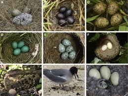 Attēlu rezultāti vaicājumam “Larus argentatus eggs”