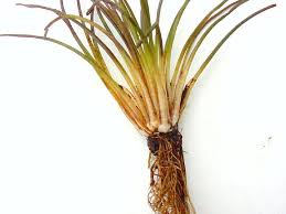 Attēlu rezultāti vaicājumam “Isoetes lacustris leaf”