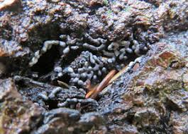 Attēlu rezultāti vaicājumam “Lycogala ustulatum sessile”