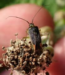 Attēlu rezultāti vaicājumam “Closterotomus biclavatus”