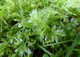 Attēlu rezultāti vaicājumam “Plagiomnium undulatum”