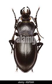 Attēlu rezultāti vaicājumam “Carabus glabratus”