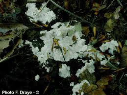 Attēlu rezultāti vaicājumam “Physisporinus sanguinolentus”