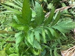 Attēlu rezultāti vaicājumam “Pastinaca sativa subsp. sylvestris leaf”