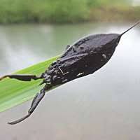 Attēlu rezultāti vaicājumam “Nepa cinerea imago”