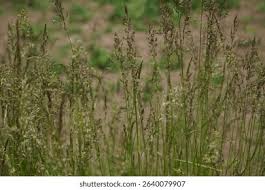 Attēlu rezultāti vaicājumam “Trisetum flavescens”