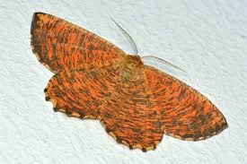 Attēlu rezultāti vaicājumam “Angerona prunaria”