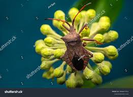 Attēlu rezultāti vaicājumam “Coreus marginatus nymph”