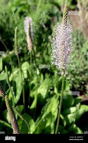Attēlu rezultāti vaicājumam “Plantago media flower”