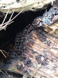 Attēlu rezultāti vaicājumam “Metatrichia vesparia spores”