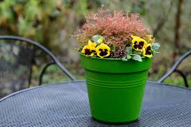 Attēlu rezultāti vaicājumam “Thuja occidentalis flower”