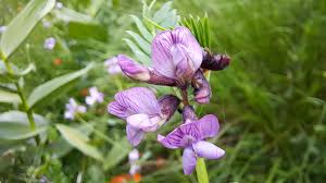 Attēlu rezultāti vaicājumam “Vicia sepium flower”
