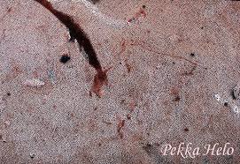 Attēlu rezultāti vaicājumam “Junghuhnia collabens”