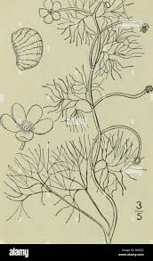 Attēlu rezultāti vaicājumam “Batrachium circinatum flower”