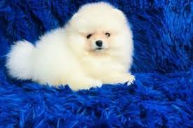 Image result for site:buyreklama.ru/*