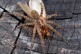 Attēlu rezultāti vaicājumam “Miturgidae”