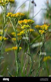 Attēlu rezultāti vaicājumam “Helichrysum arenarium flower”