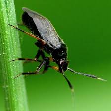 Attēlu rezultāti vaicājumam “Capsus ater”