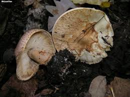 Attēlu rezultāti vaicājumam “Lepiota aspera”