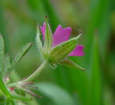 Attēlu rezultāti vaicājumam “Geranium dissectum flower”