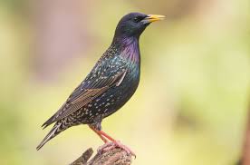 Attēlu rezultāti vaicājumam “Sturnus vulgaris male”