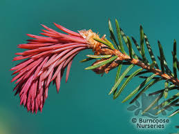 Attēlu rezultāti vaicājumam “Picea abies female flower”