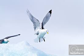 Attēlu rezultāti vaicājumam “Rissa tridactyla adult”