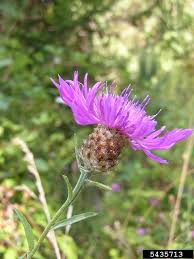 Image result for Centaurea nigra