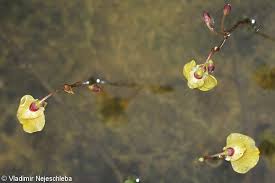 Attēlu rezultāti vaicājumam “Utricularia intermedia bud”