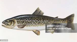 Image result for Salmo marmoratus