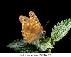 Attēlu rezultāti vaicājumam “Pararge aegeria”