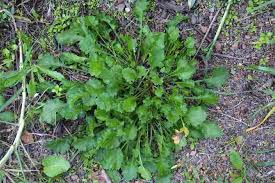 Attēlu rezultāti vaicājumam “Leucanthemum vulgare leaf”