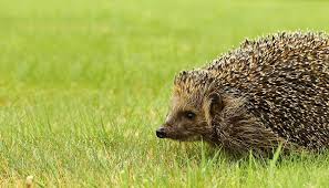 Image result for Igel