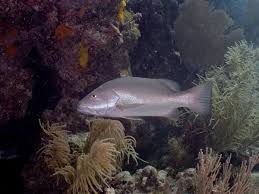 Image result for Lutjanus cyanopterus