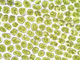 Attēlu rezultāti vaicājumam “Tritomaria exsecta macro”