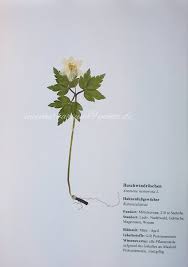 Image result for Buschwindröschen