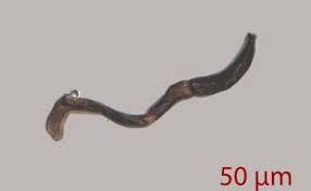 Attēlu rezultāti vaicājumam “Anthocerotopsida”