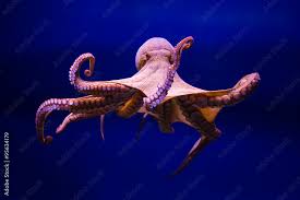 Image result for Octopus vulgaris